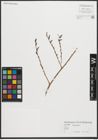 Foto von Salix purpurea L.